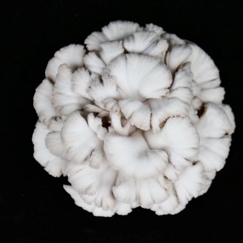 白参菇云南特色裂褶菌新鲜白参菌
