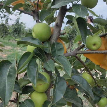 梨树苗，翠冠梨极早熟梨树苗，秋月梨，早酥梨新品种梨树苗