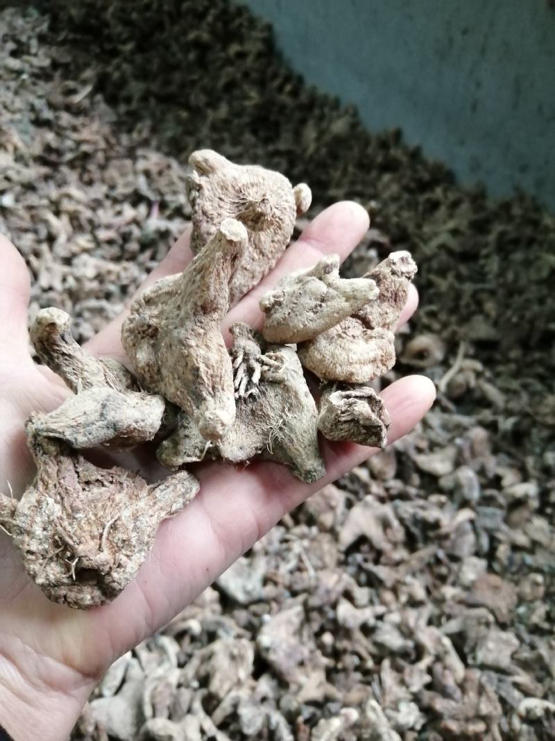 白芨毛慈菇
