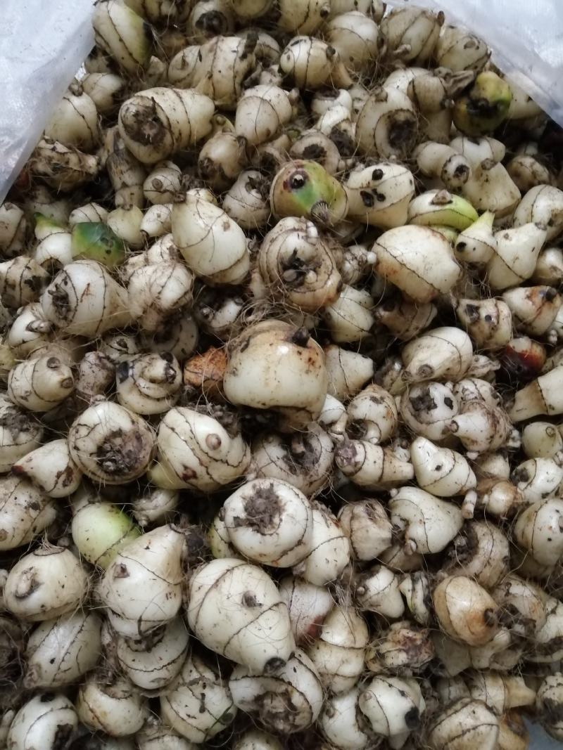 白芨毛慈菇