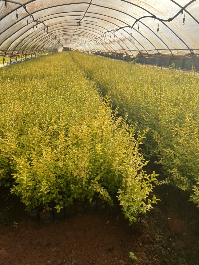 亮晶女贞基地直供一手货源量大从优苗木花卉