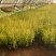 亮晶女贞基地直供一手货源量大从优苗木花卉
