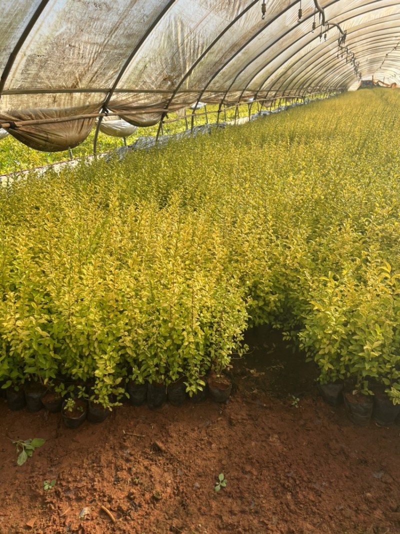 亮晶女贞基地直供一手货源量大从优苗木花卉