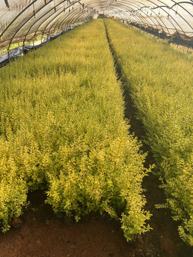 亮晶女贞基地直供一手货源量大从优苗木花卉