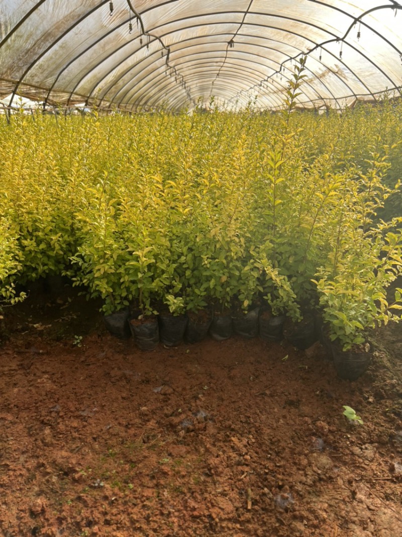 亮晶女贞基地直供一手货源量大从优苗木花卉