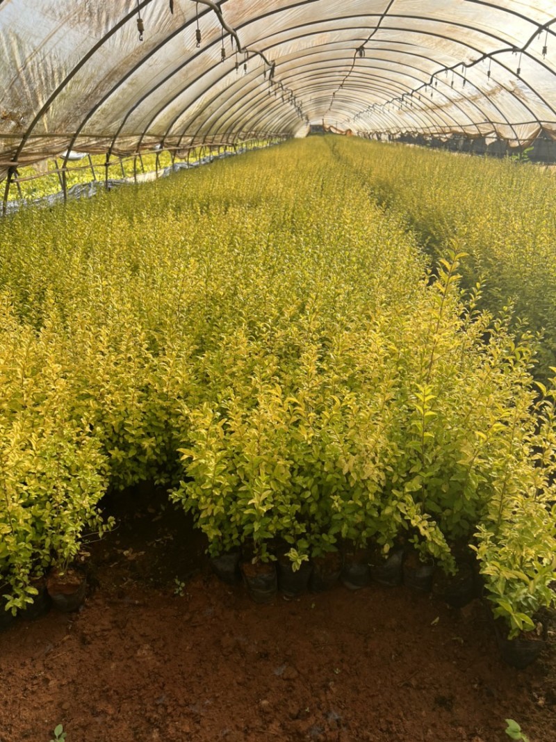 亮晶女贞基地直供一手货源量大从优苗木花卉