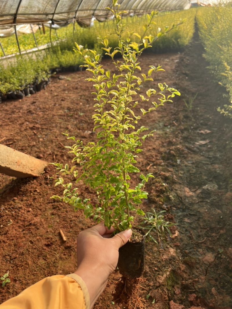亮晶女贞基地直供一手货源量大从优苗木花卉
