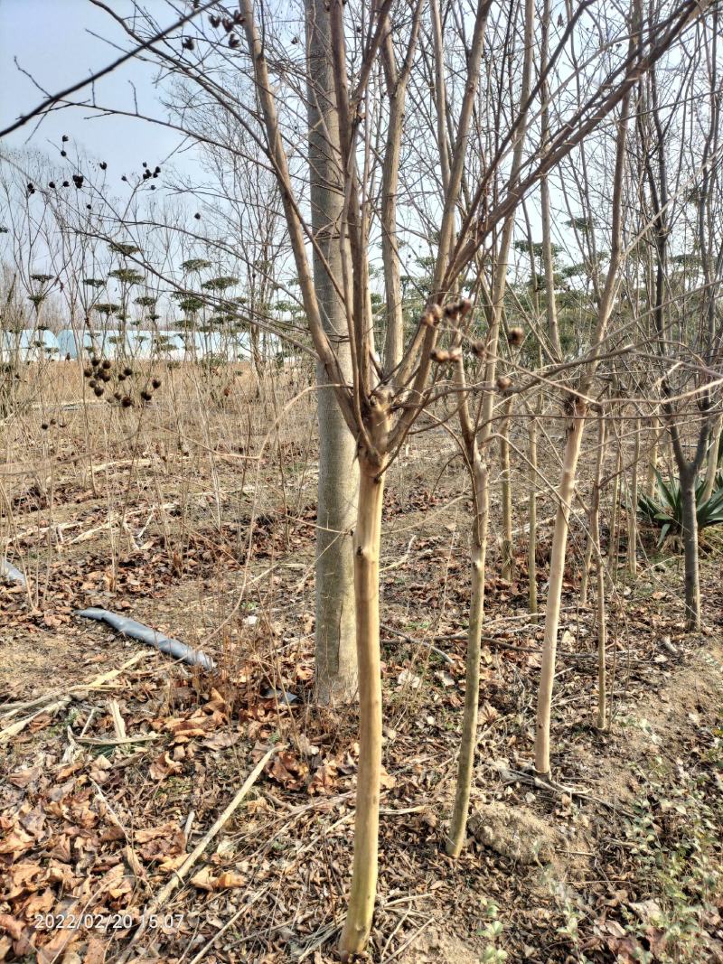 百日红（百日红规格齐全丛生百日红）