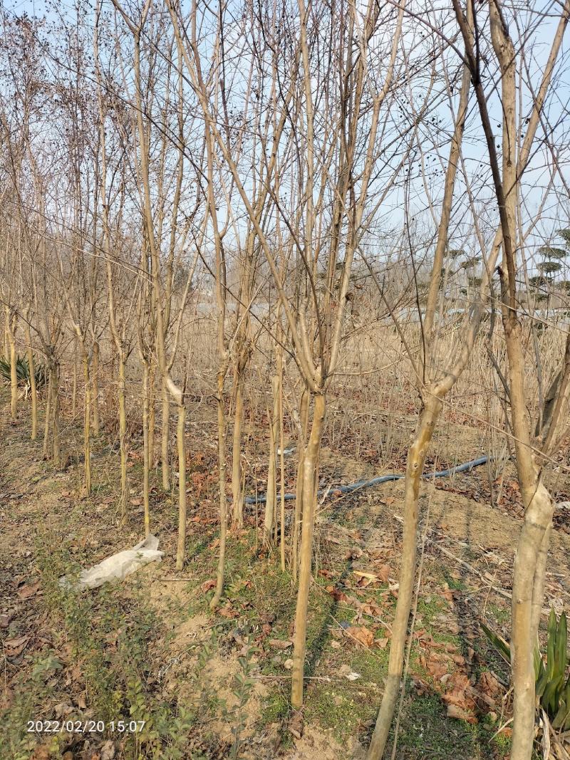 百日红（百日红规格齐全丛生百日红）