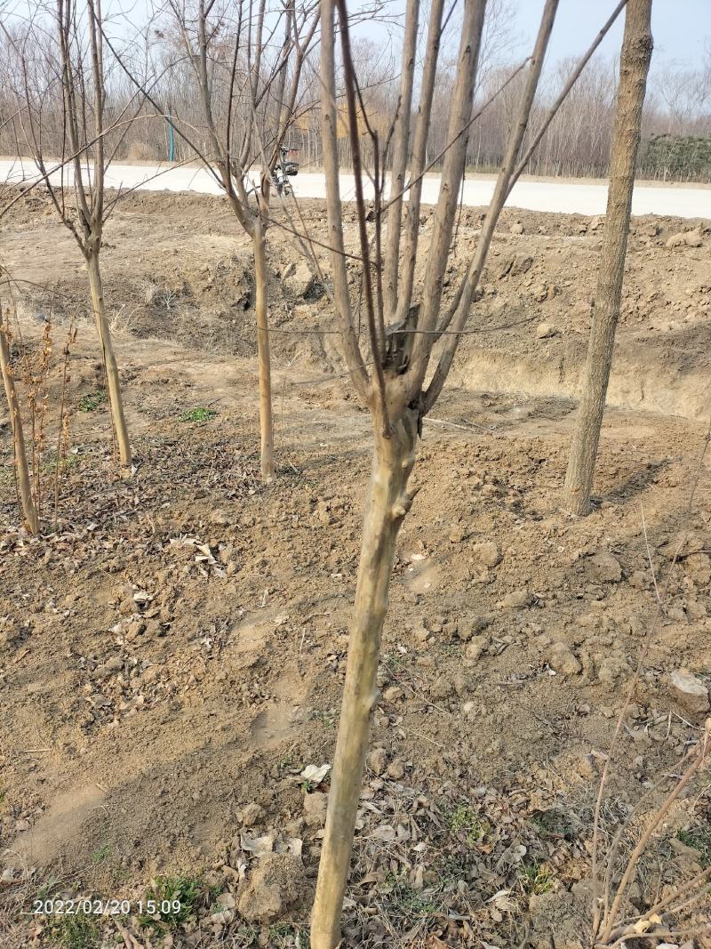 百日红（百日红规格齐全丛生百日红）