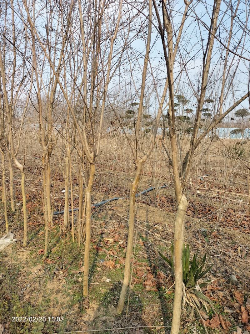 百日红（百日红规格齐全丛生百日红）