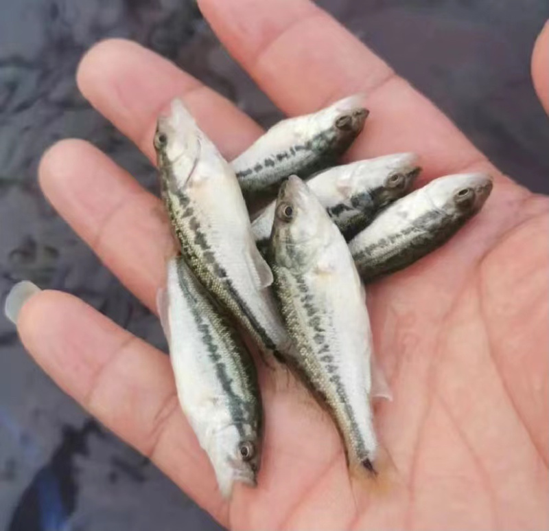鲈鱼苗优鲈3号，加州鲈鱼优质货源，送货上门