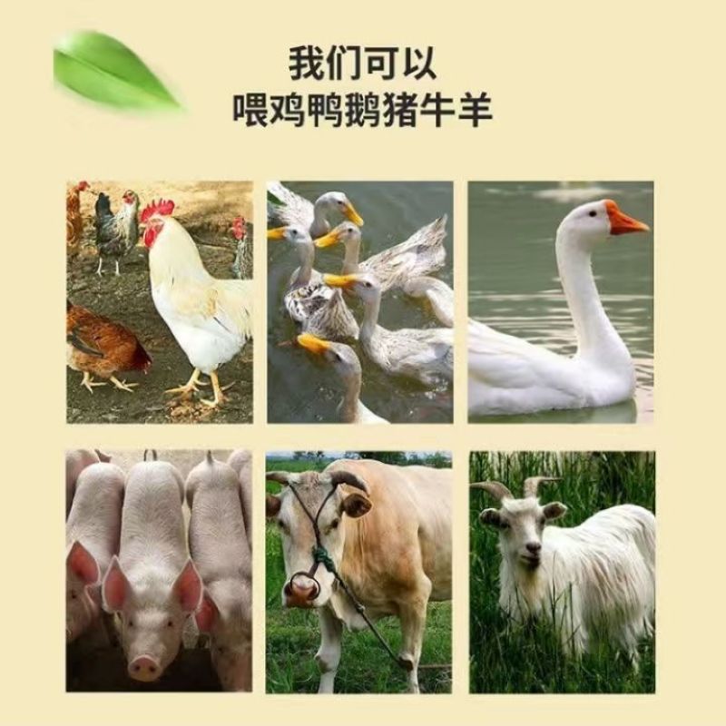 江西现货供应压缩稻壳打包谷壳蘑菇种植养殖垫料酿酒制醋燃料