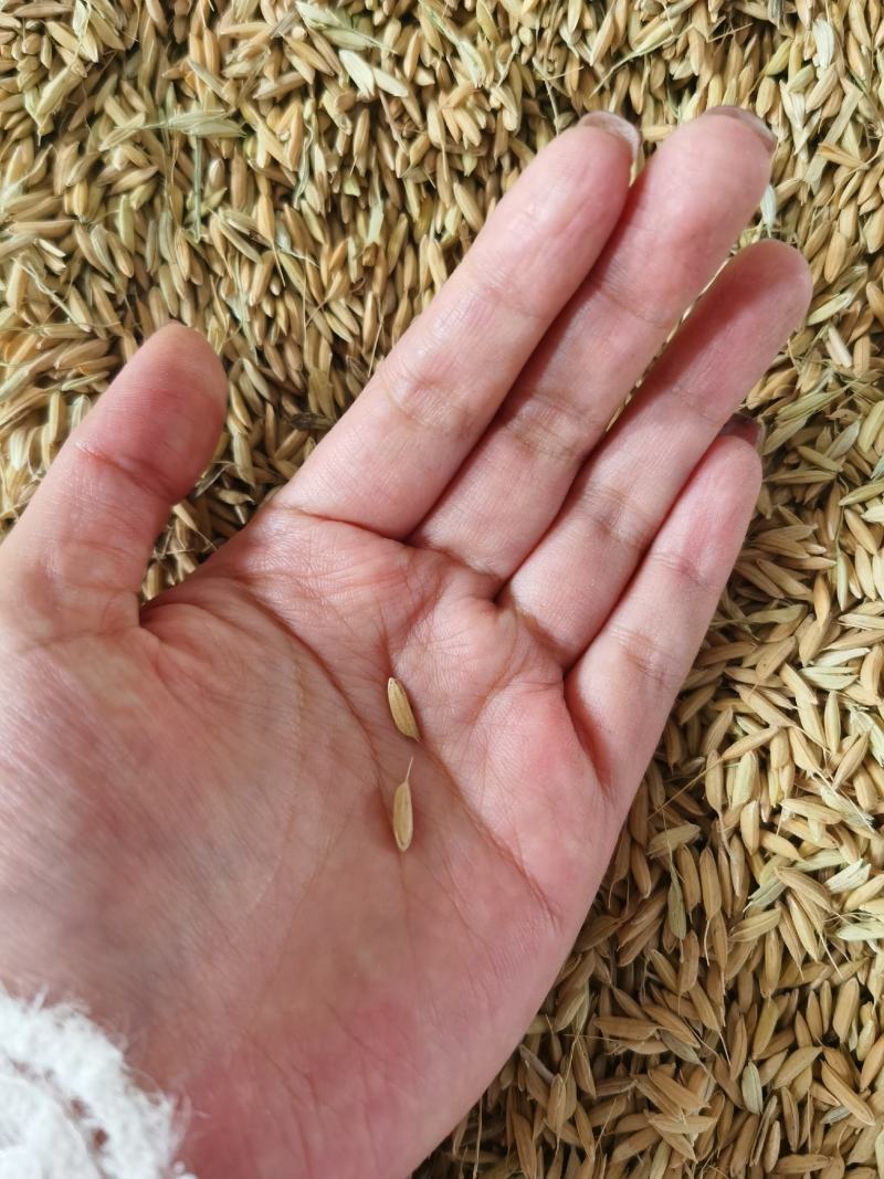 江西现货供应压缩稻壳打包谷壳蘑菇种植养殖垫料酿酒制醋燃料