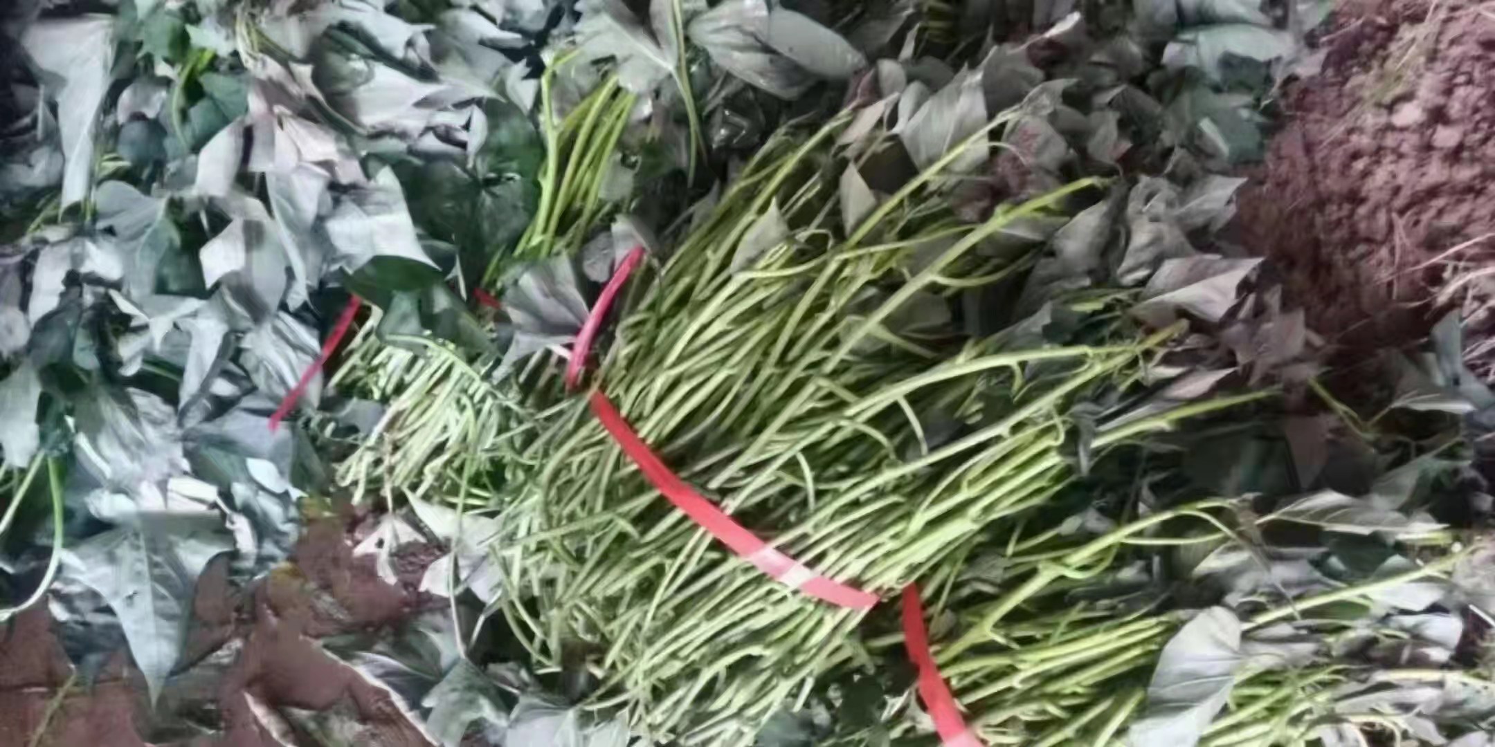 红小玉西瓜幼苗在营养钵中生长情况