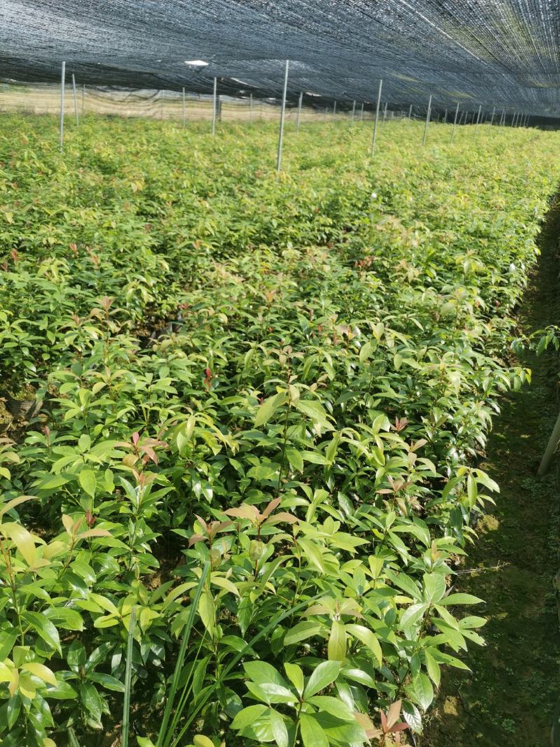 楠木苗批发，货源充足，基地直发，诚信经营欢迎来电