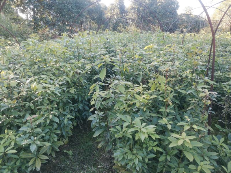 楠木苗批发，货源充足，基地直发，诚信经营欢迎来电