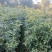 楠木苗批发，货源充足，基地直发，诚信经营欢迎来电