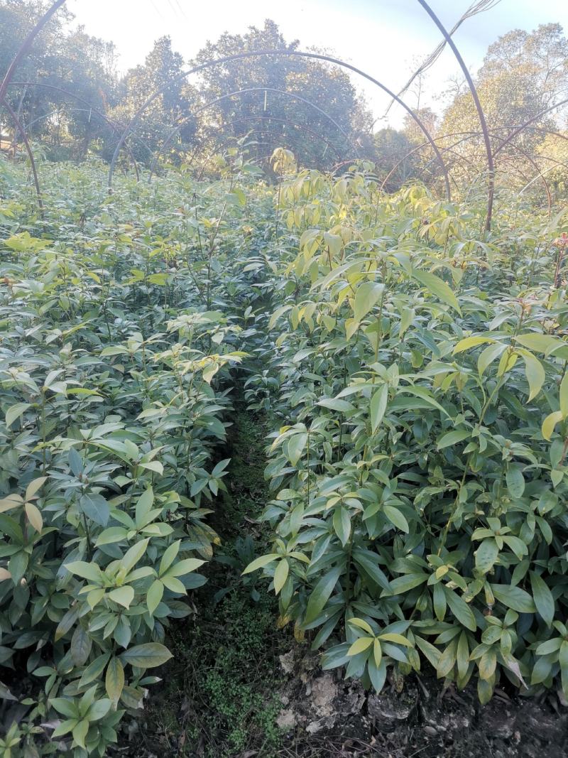 楠木苗批发，货源充足，基地直发，诚信经营欢迎来电