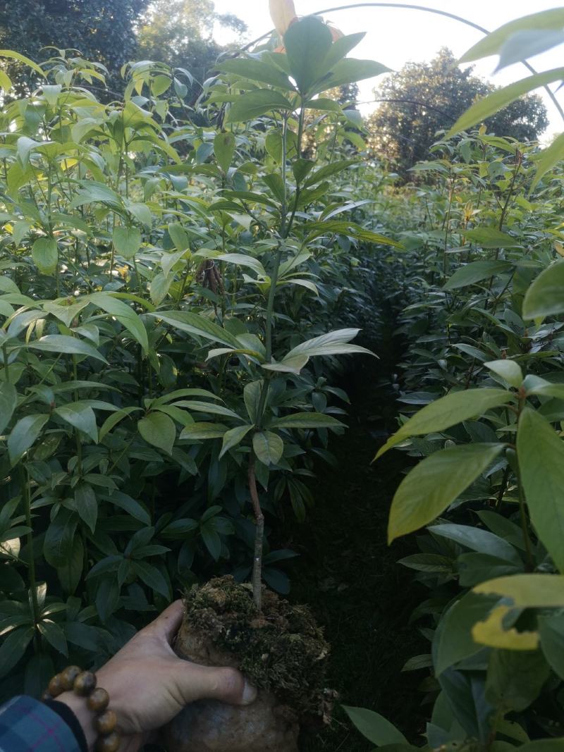 楠木苗批发，货源充足，基地直发，诚信经营欢迎来电