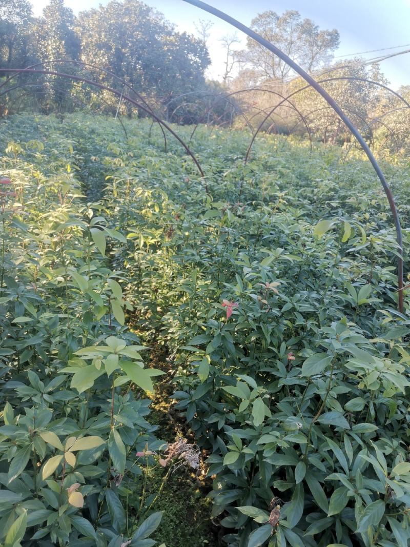 楠木苗批发，货源充足，基地直发，诚信经营欢迎来电