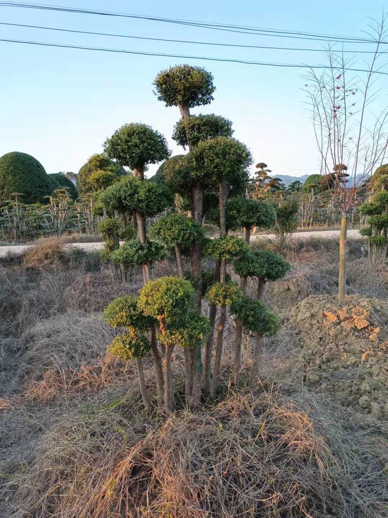 产地直供精品造型赤楠多杆赤楠桩景多头赤楠盆景量大从优批发