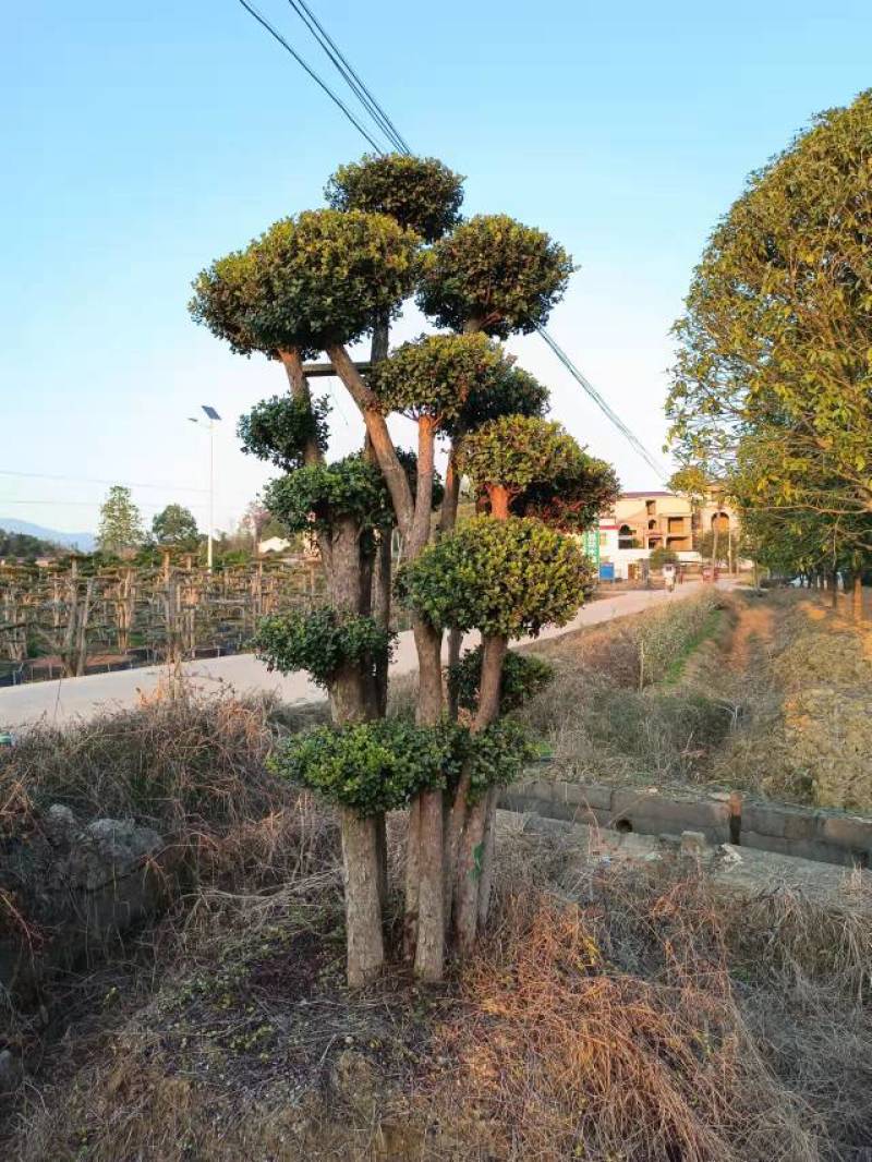 产地直供精品造型赤楠多杆赤楠桩景多头赤楠盆景量大从优批发