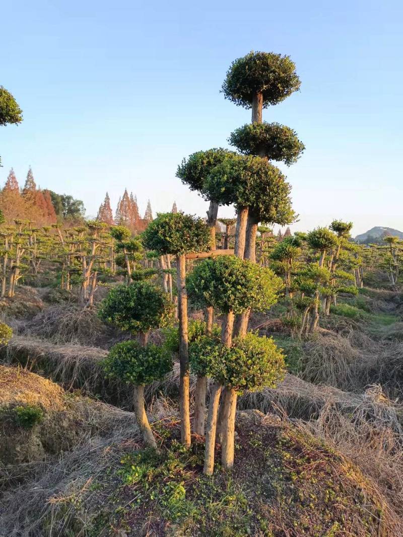 产地直供精品造型赤楠多杆赤楠桩景多头赤楠盆景量大从优批发