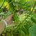新鲜黄瓜22~25公分鲜花带刺，可以实地选货！
