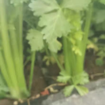 精品芹菜
