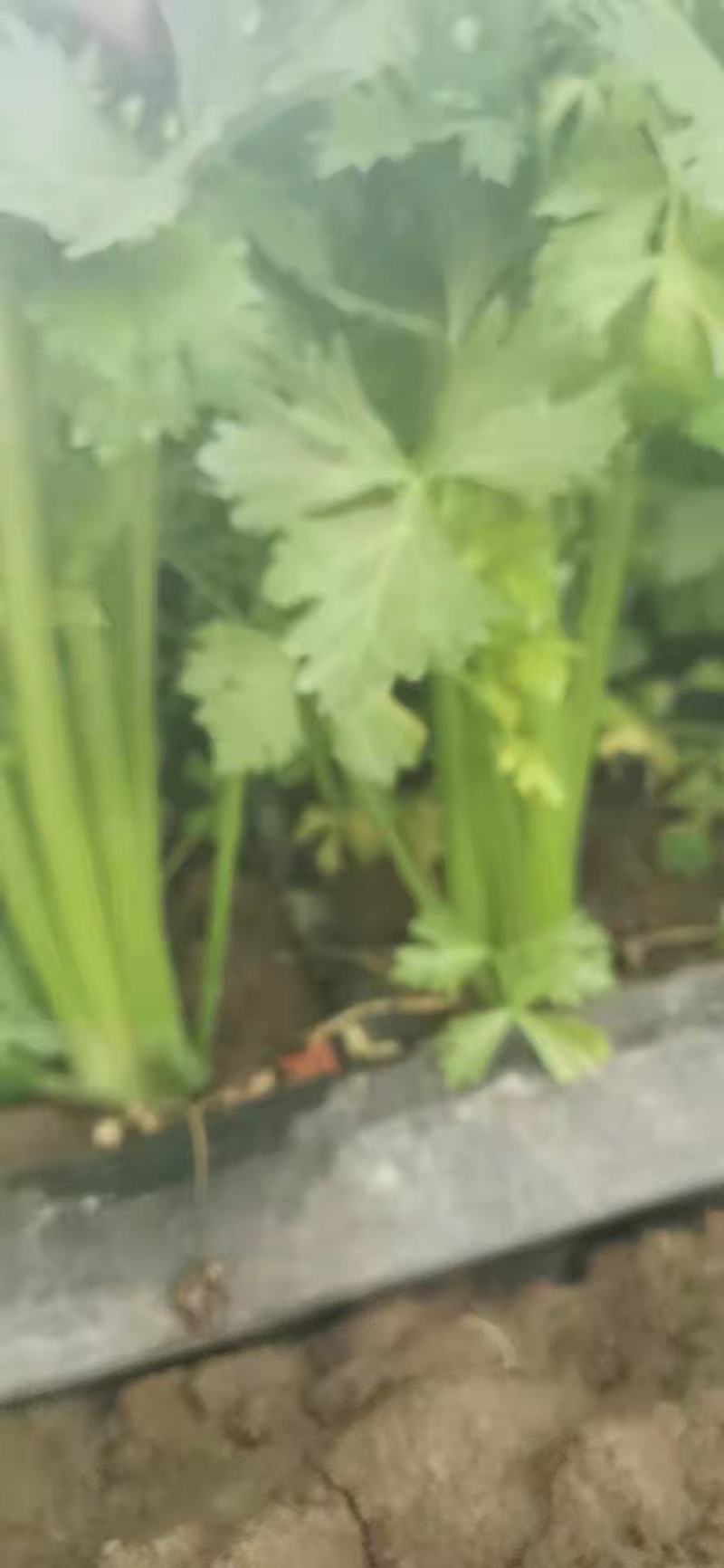 精品芹菜