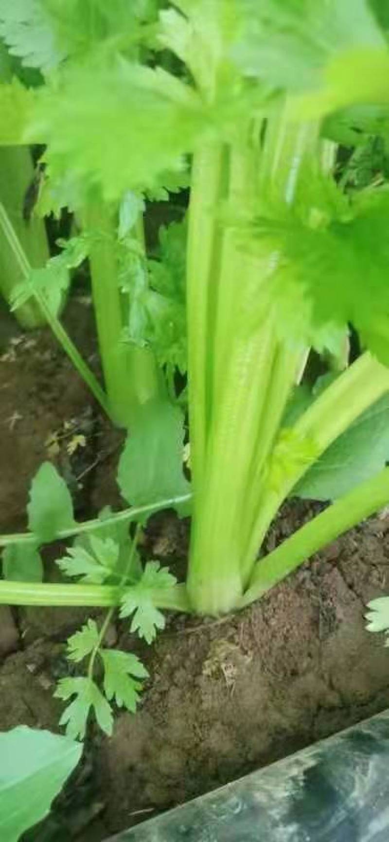 精品芹菜