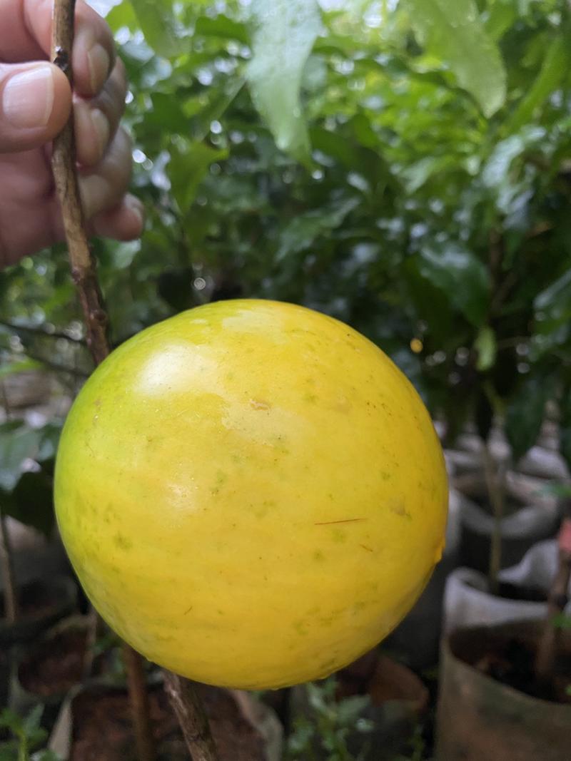黄晶果苗新品种金大王大果型色泽靓甜度高，挂果率高