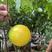 黄晶果苗新品种金大王大果型色泽靓甜度高，挂果率高