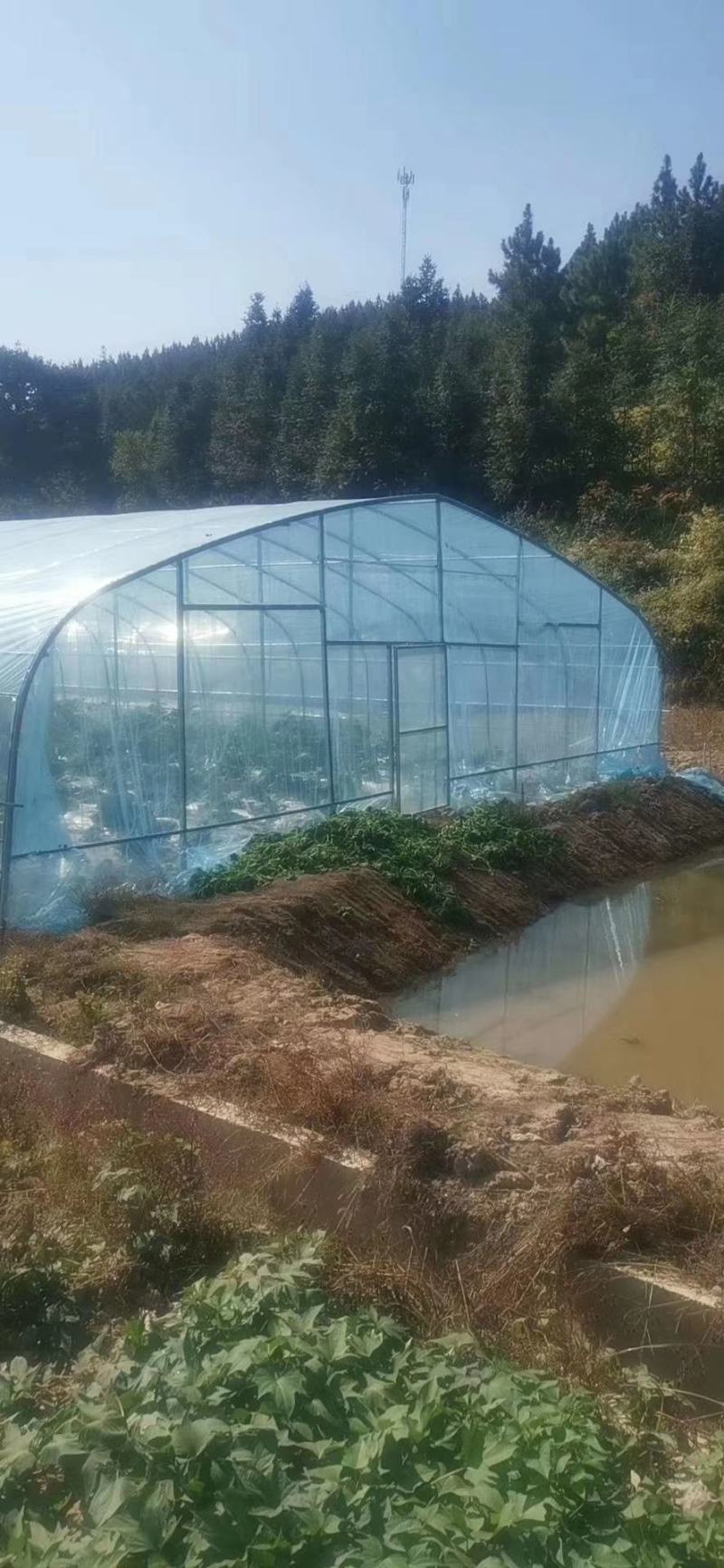 种植棚性价比高成本低经济实惠