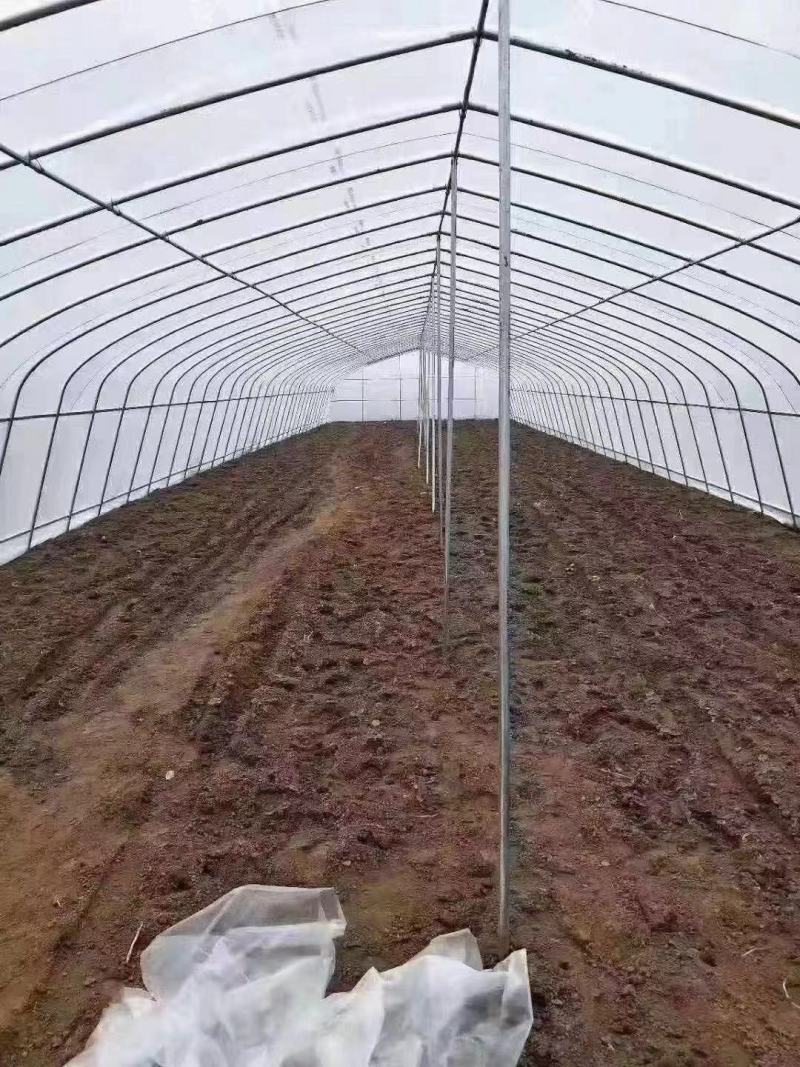 种植棚性价比高成本低经济实惠