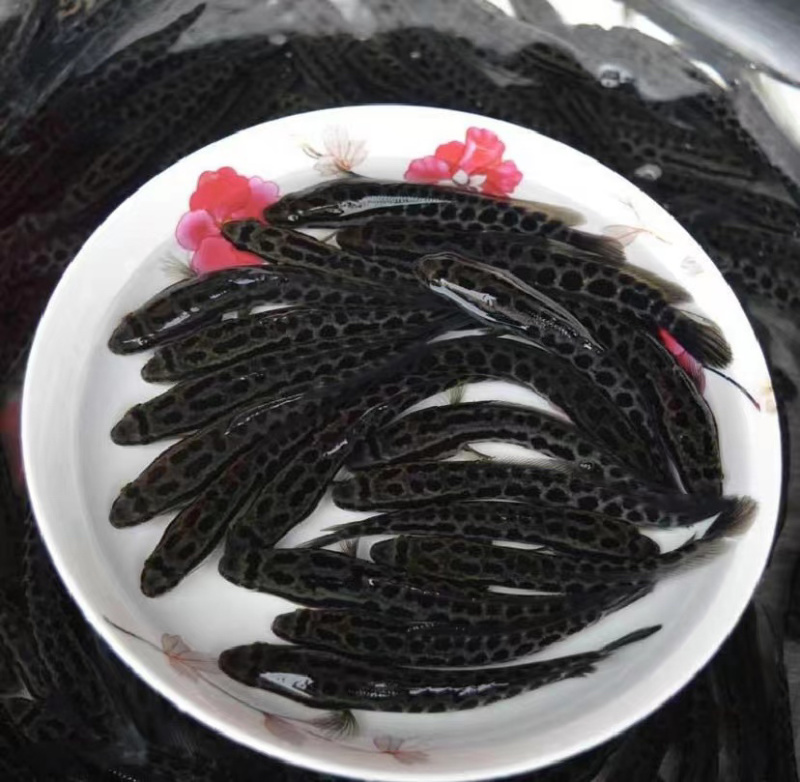 黑鱼苗乌鱼苗，包质量送货上门技术指导