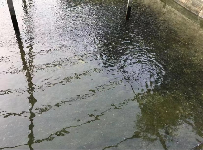 黑鱼苗乌鱼苗，包质量送货上门技术指导