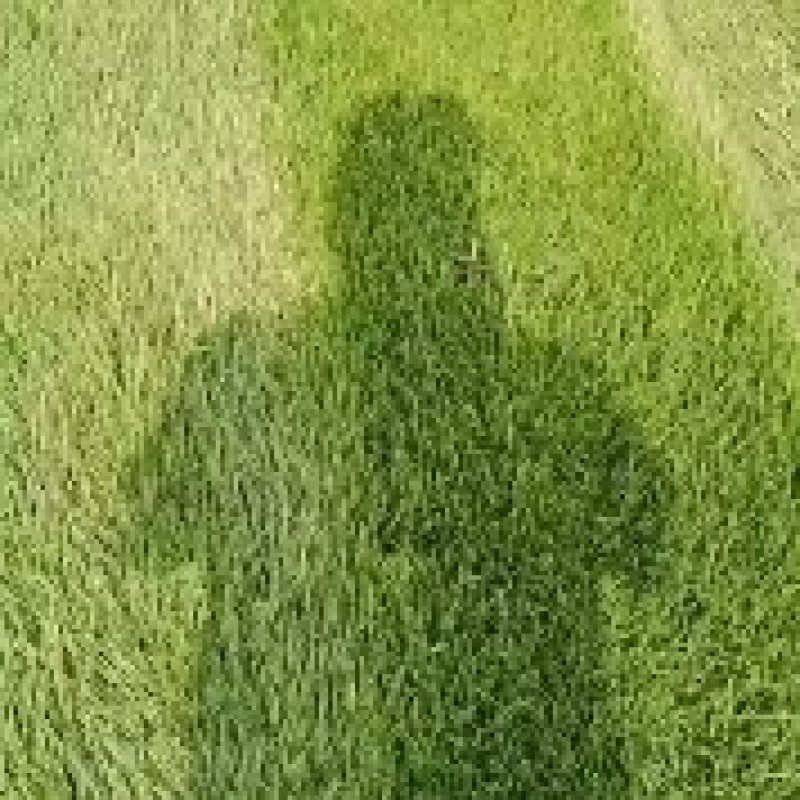 大量出售300亩草坪草