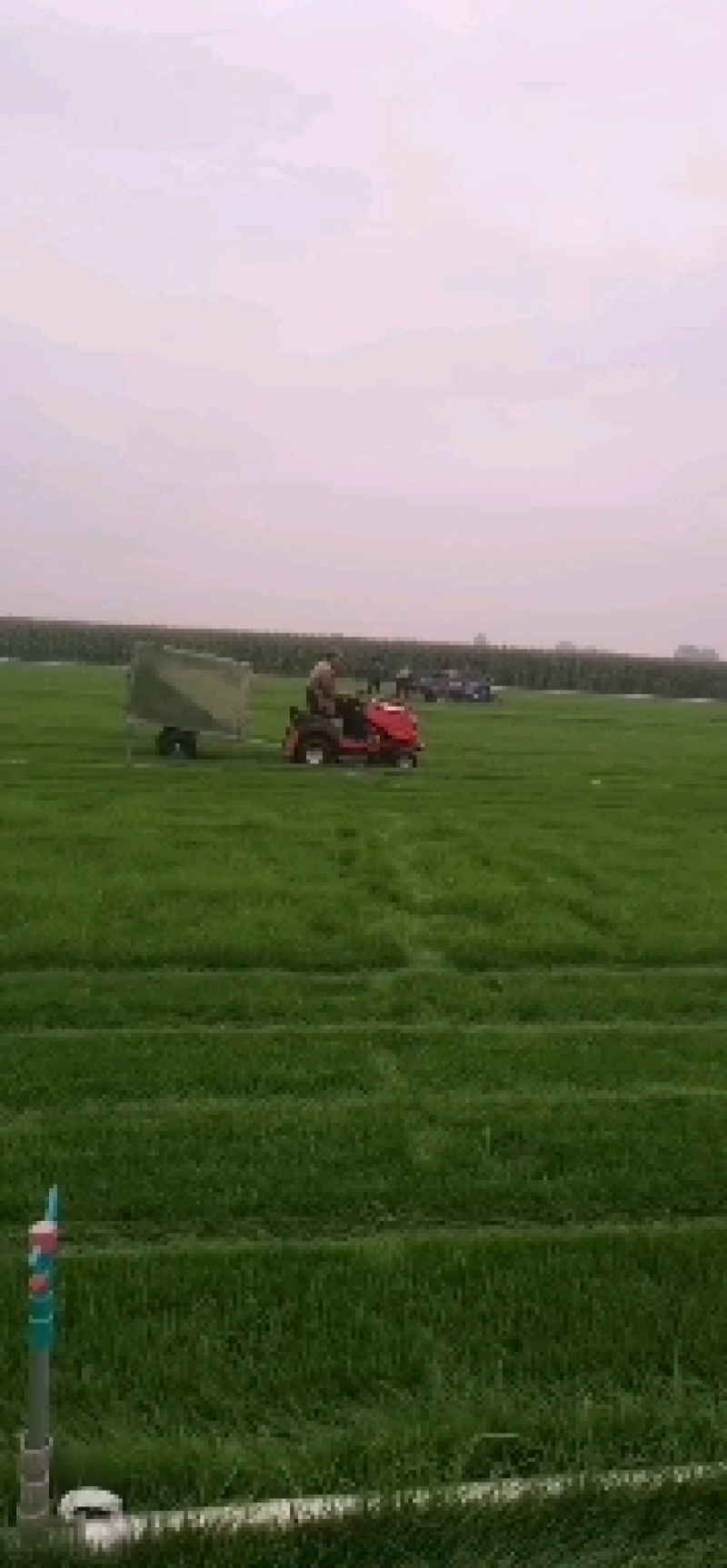 大量出售300亩草坪草
