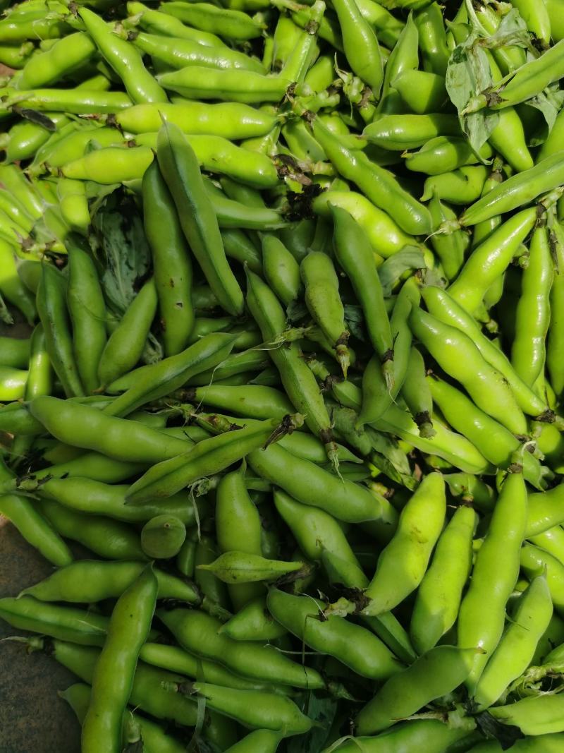 小胡豆大量上市欢迎订购