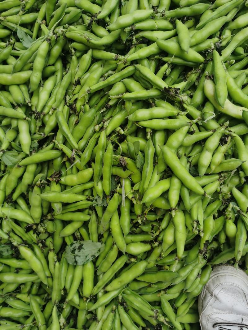 小胡豆大量上市欢迎订购