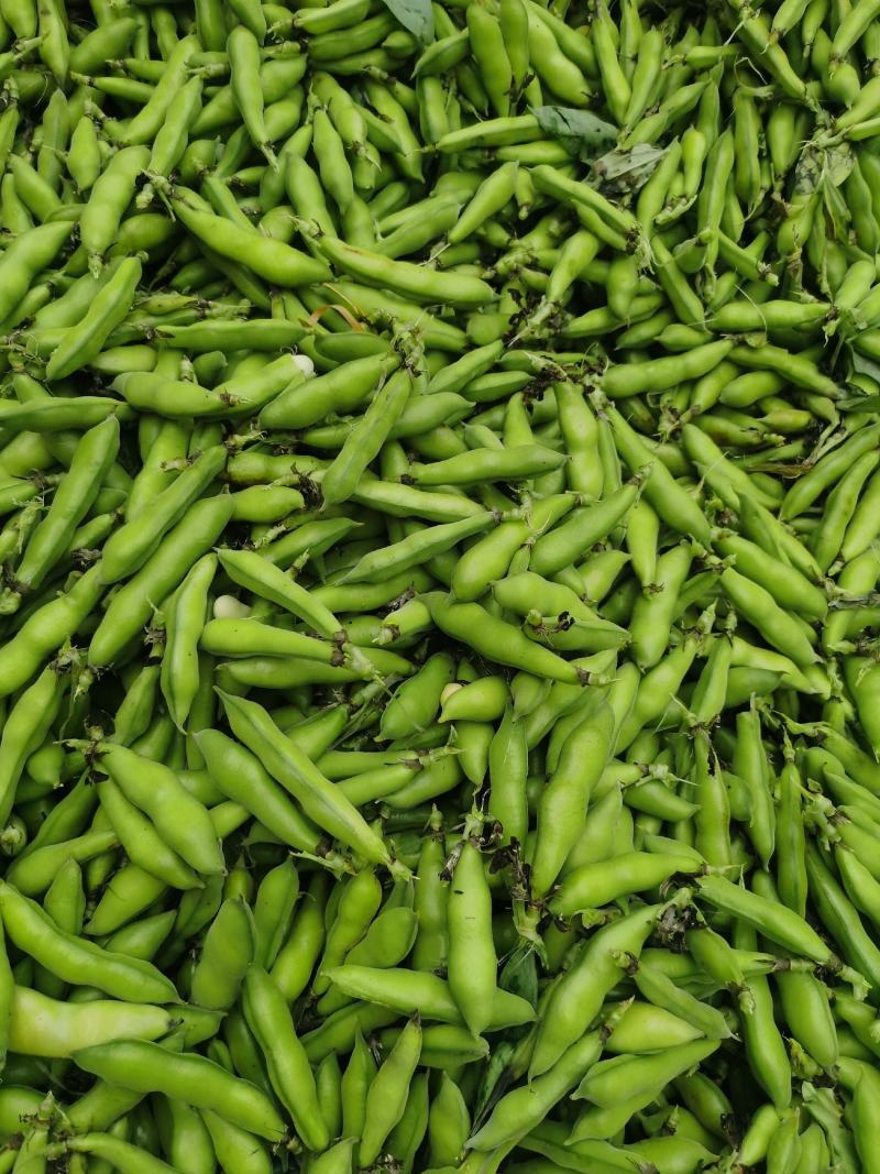 小胡豆大量上市欢迎订购
