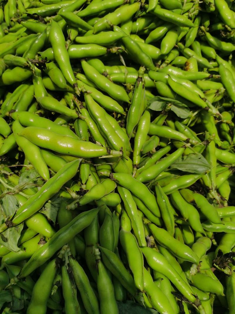 小胡豆大量上市欢迎订购