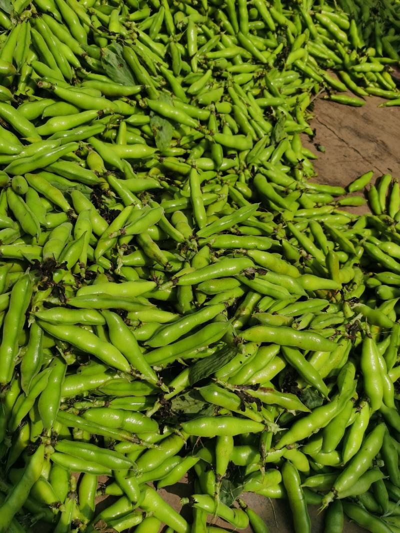 小胡豆大量上市欢迎订购