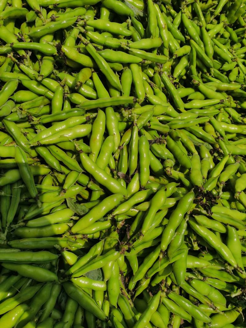 小胡豆大量上市欢迎订购