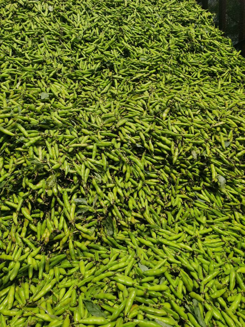 小胡豆大量上市欢迎订购