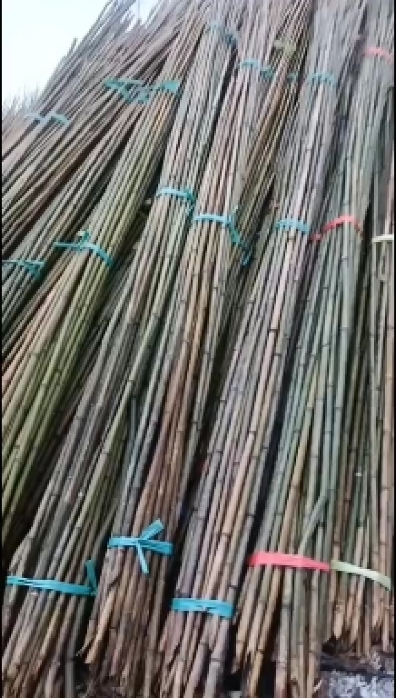 菜架竹竹竿精品2.5米至3米豆角架西红柿