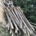 木棉树
