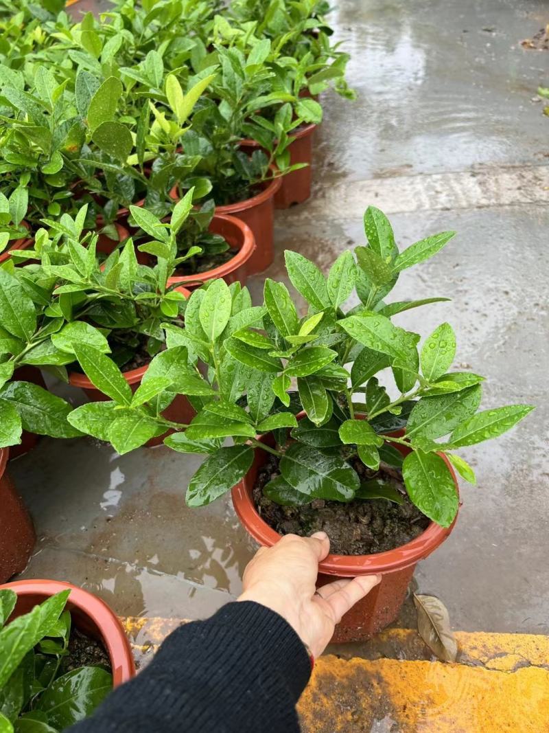 正宗广东香水柠檬苗无籽四季都开花结果大苗种直7/8月桂果